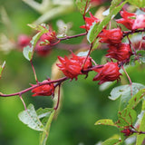 Roselle Seeds, Set of 50 Roselle Seeds, Red Hibiscus Roselle Seed for Outdoor Planting