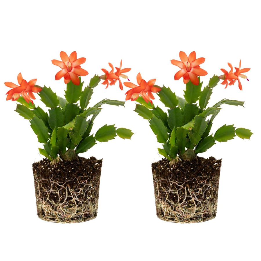 2 Live Salmon Christmas Cactus Plants, Salmon Christmas Cactus Plants Live, 4 to 6 Inch, Bare Root, Perennial Flower Holiday Succulent Plant, No Pot