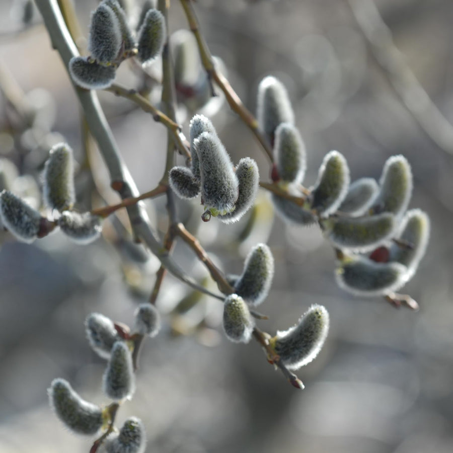 Pussy Willow Live Plant in 2.5 Inch Pot, Ornamental Shrub, Fast Growing Early Spring Blooming Tree for Gardening