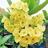 Euphorbia Crown of Thorns Plant, Hardy Perennial Succulent Plant 3-5 Inches, Vibrant Flowers, Gardens and Indoor Planting
