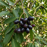 Black Plum Live Plant, Plum Tree, 4-7 Inches Tall in 4 Inch Pot, Black Fruit for Tropical Gardens