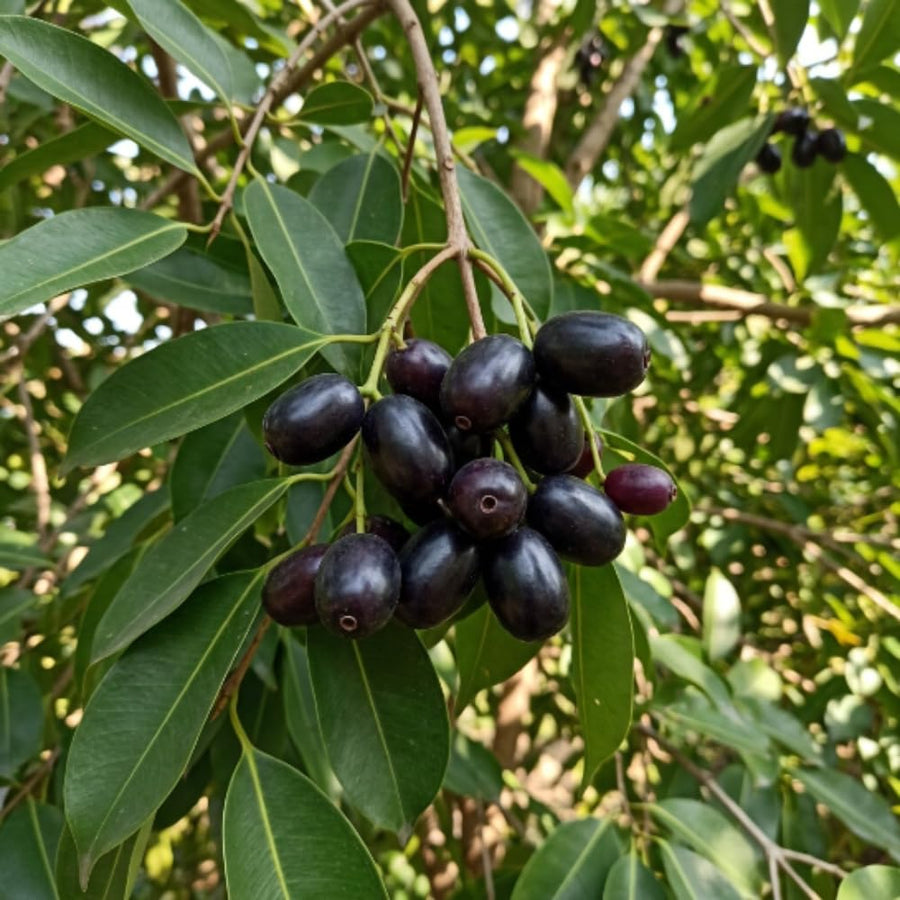 Black Plum Live Plant, Plum Tree, 4-7 Inches Tall in 4 Inch Pot, Black Fruit for Tropical Gardens