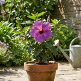Purple Hibiscus Plant Live, Hardy Hibiscus Plants Live 5-7 Inches Tall, Vibrant Blooming Flower, Well-Rooted Plant for Home Garden Indoor Outdoor