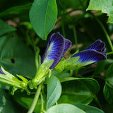 Pack 50 Butterfly Pea Seeds, Blue Butterfly Pea Flower Seeds, Ready to Grow