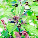 Set 9 Holy Basil Plants Live, Tulsi Basil Perennial Herb, 3-5 Inch Tall Live Herb Plants for Indoor or Outdoor Growing