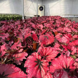 Set 3 Begonias Live Plants, Rare Red Begonia, No Pot, Starter 4 to 8 Inc Tall, Indoor Outdoor Houseplant