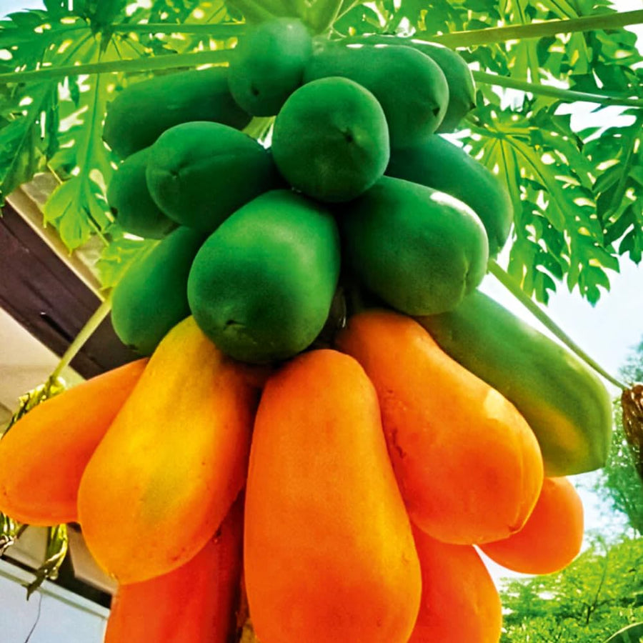 Red Papaya Tree Live Plant, 2 Feet Tall, Fast Growing Tropical Fruit Tree for Outdoor or Indoor Planting