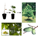 Pack 2 Pawpaw Trees Live Plants 1 Year Old Well-Rooted Paw Paw Asimina Triloba, 6 to 15 Inc Tall, Mango Papaya Like