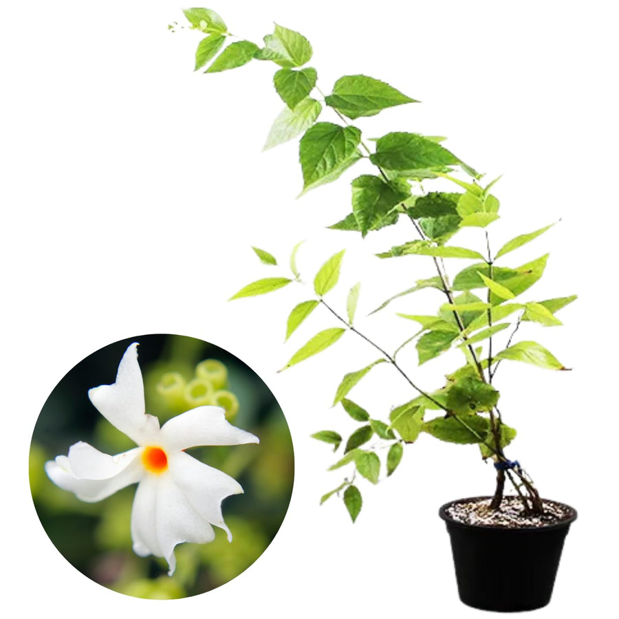 Fragrant Night Flowering Jasmine Tree Plants Live in Half Gallon Pot, Nyctanthes Parijat Jasmine Flower Plant