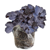 Heuchera Live Plant, Heuchera Coral Bells Live Plant, Purple-Black Heuchera Houseplant, 5-8 Inc Tall, Change Color Leaf Heuchera