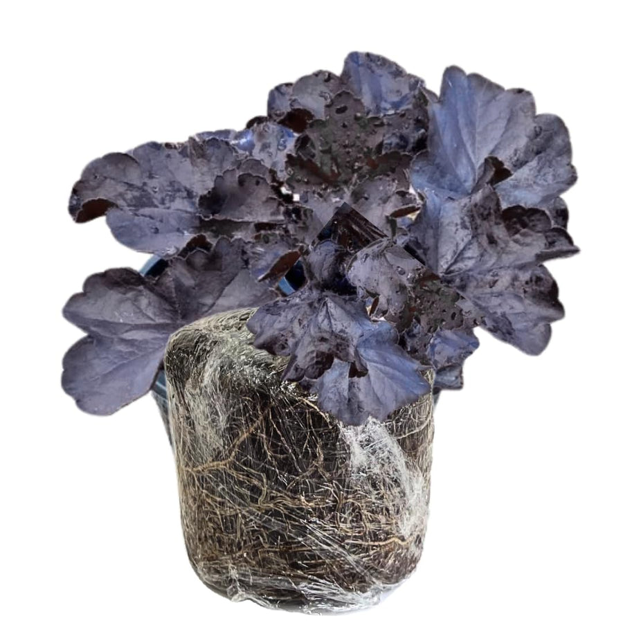 Heuchera Live Plant, Heuchera Coral Bells Live Plant, Purple-Black Heuchera Houseplant, 5-8 Inc Tall, Change Color Leaf Heuchera