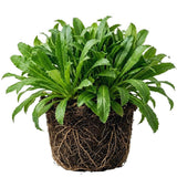 Set 2 Culantro Plants Live, Culantro Live Plant, 5 to 7 Inches Tall, Vegetable Herb Plant, No Potted