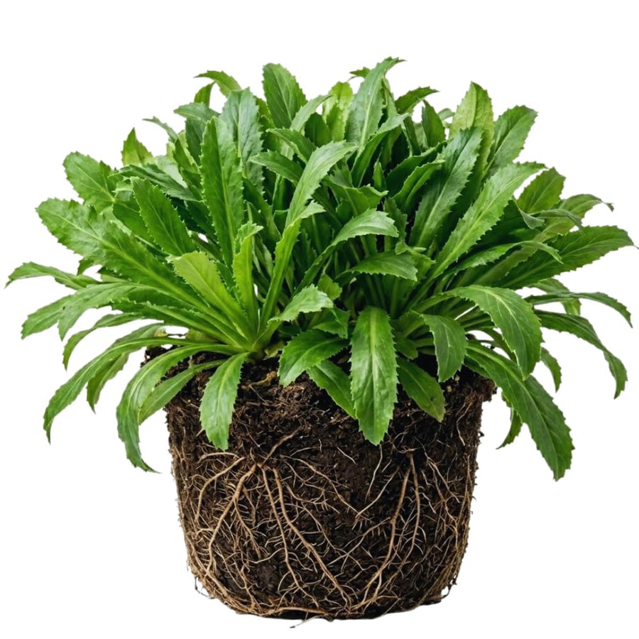 Set 2 Culantro Plants Live, Culantro Live Plant, 5 to 7 Inches Tall, Vegetable Herb Plant, No Potted