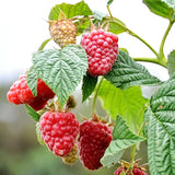 1 Heritage Raspberry Plant Live for Planting, 14-20 Inch Height, Red Raspberry Bush Live Plant Potted, Raspberry Fruit Tree