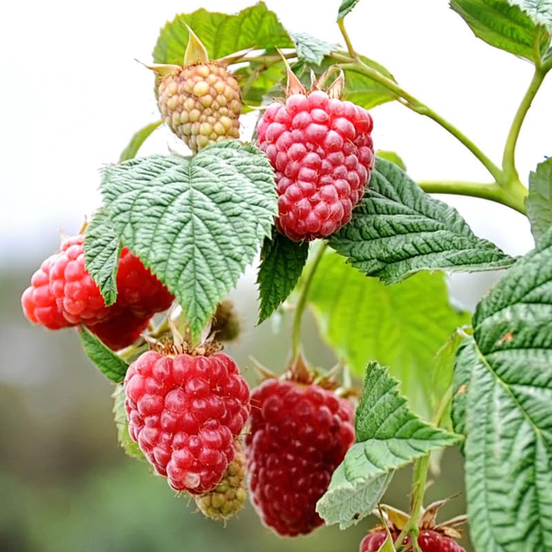 1 Heritage Raspberry Plant Live for Planting, 14-20 Inch Height, Red Raspberry Bush Live Plant Potted, Raspberry Fruit Tree
