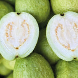 White Guava Tree Live Plant, 5 to 9 Inc, Guava Plant, Edible Home Garden Fruit Starter Planting