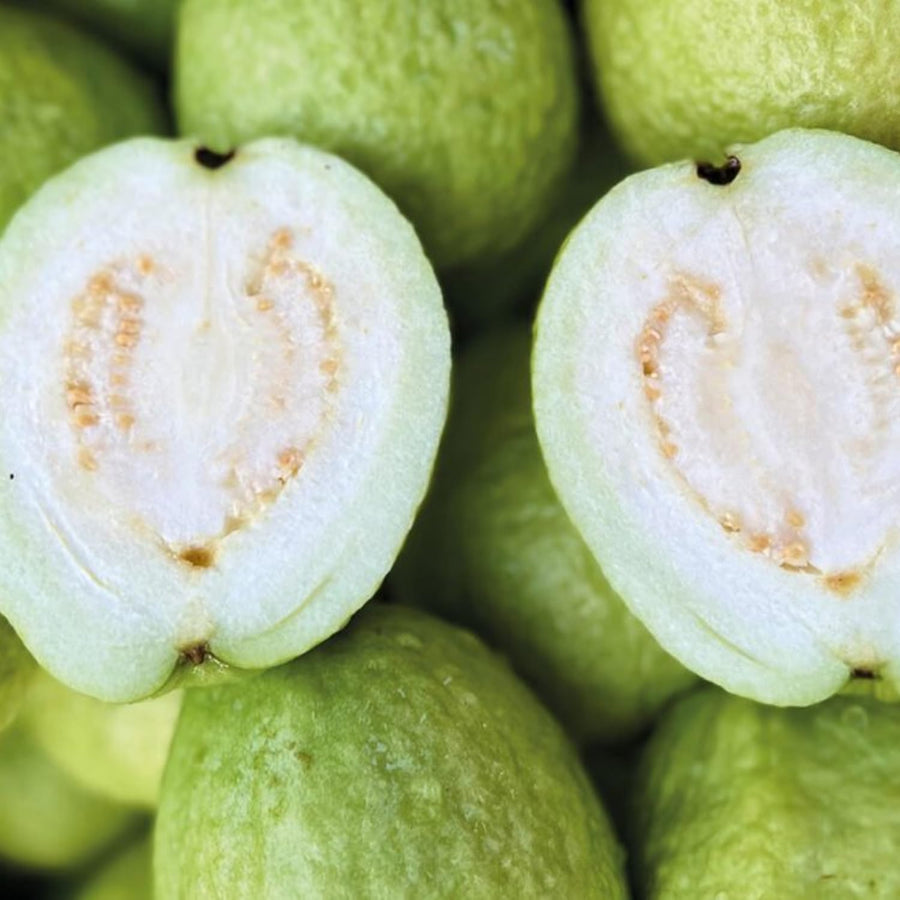 White Guava Tree Live Plant, 5 to 9 Inc, Guava Plant, Edible Home Garden Fruit Starter Planting