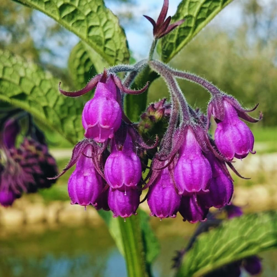 9 Comfrey Roots Plants Live, Comfrey Rhizomes Root Cuttings for Planting, Herb Plant Garden, 1 to 2 Inc in Height