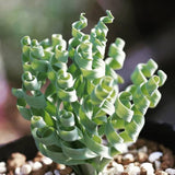 Rare Albuca Curly Plant Live in 4" Pot, Corkscrew Frizzle Sizzle Houseplant Ornamental Albuca Spiralis, Curly Grass Succulent Live Plant