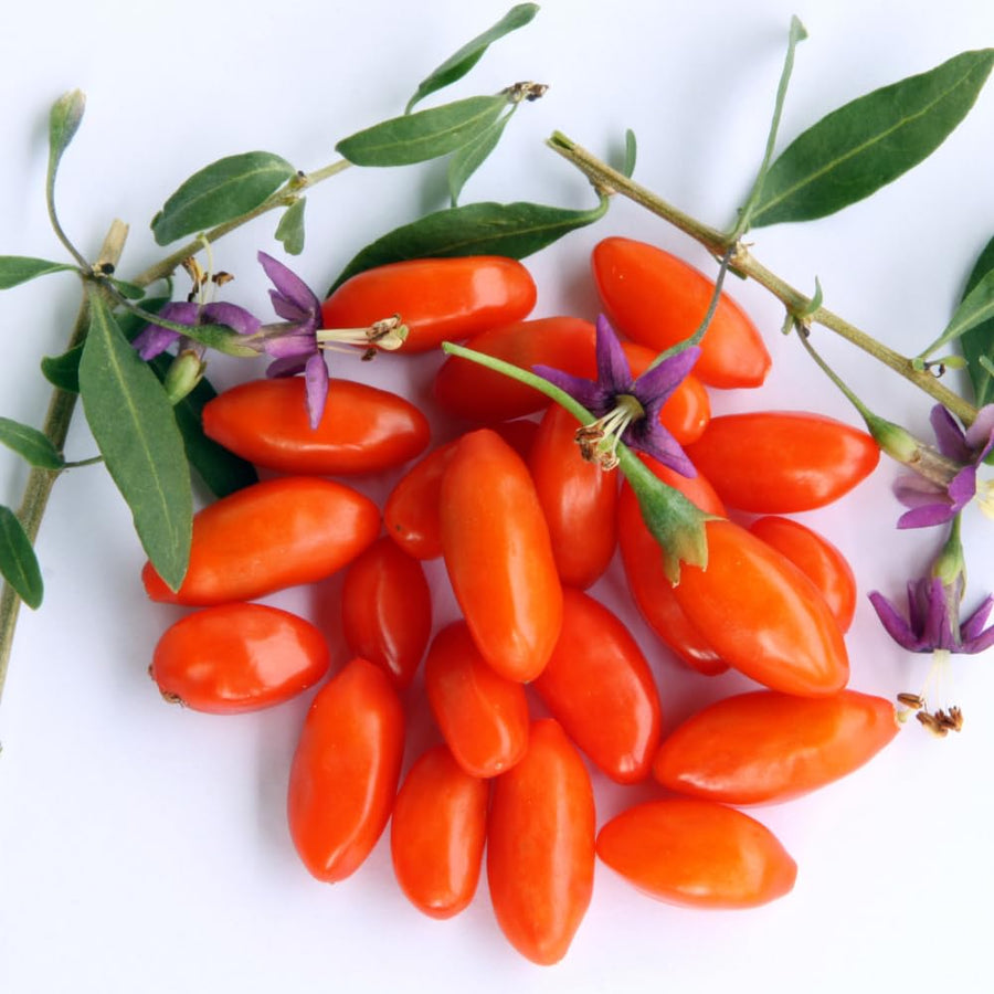 3 Red Goji Berry Plants Live, Goji Berry Tree Live Plant, 3-5'' Tall, Sweet Fruit Tree Gardening Outdoor Indoor, No Pot, Well Rooted