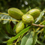 Pecan Tree Live Plants, Nut Plant, Pecan Tree Live for Planting, Bareroots 10 to 14 Inches Tall, Hardy Nut Seedling