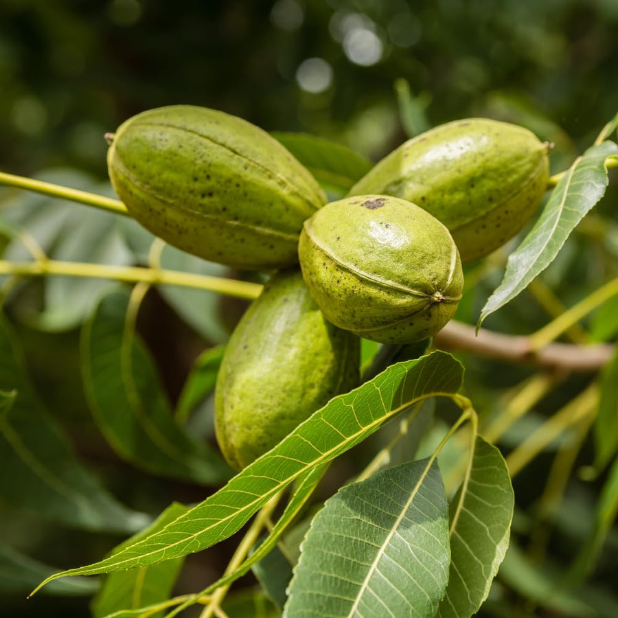 Pecan Tree Live Plants, Nut Plant, Pecan Tree Live for Planting, Bareroots 10 to 14 Inches Tall, Hardy Nut Seedling