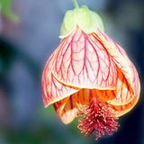 1 Orange Abutilon Plant Live for Planting 5 to 9 Inch Height, Lantern Abutilon Flowering Live Plants, Fragrant Abutilon Well Rooted Plug