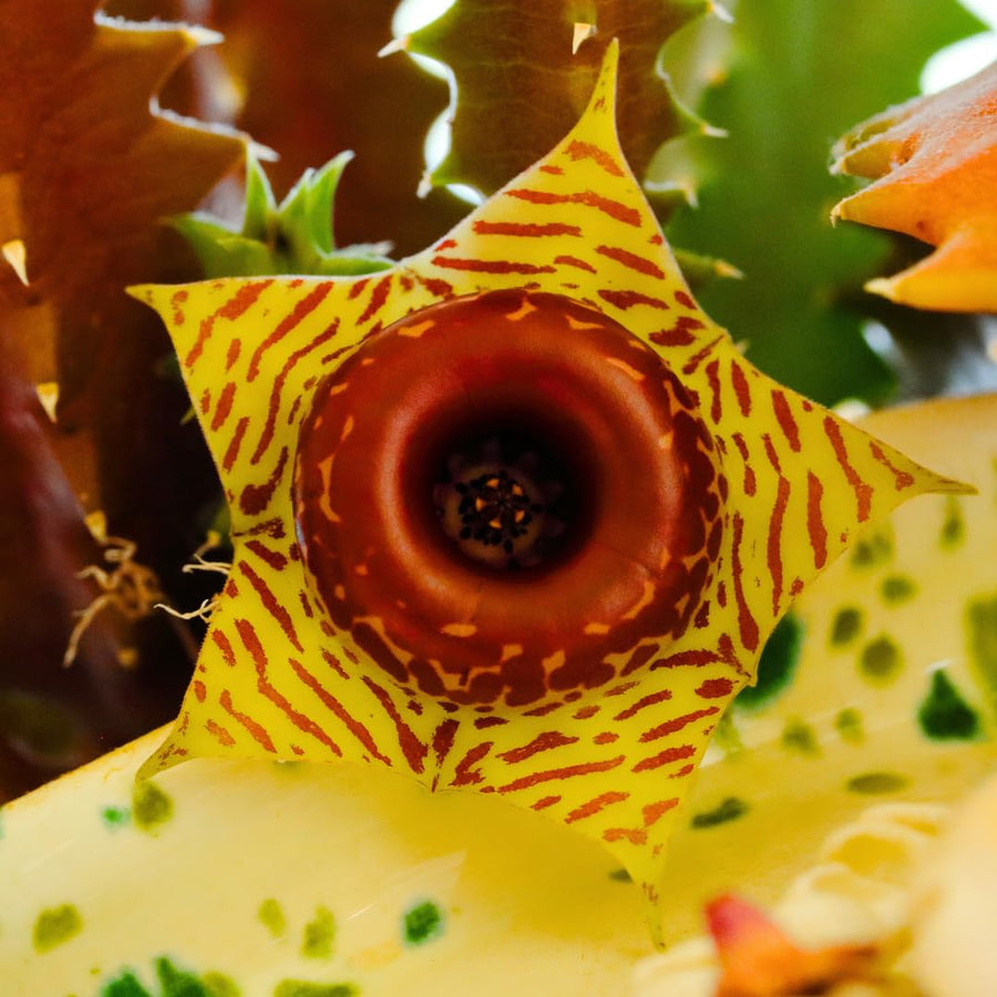 Starfish Cactus Plant Live, Lifesaver Zebrina Trailing Succulent Well Rooted in 2" Pot, Starter Houseplant for Hanging Basket