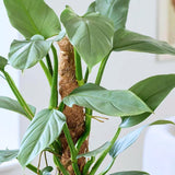 2 Philodendron Live Plant 5-9" Tall, Rare Tropical Indoor Houseplant Home Garden