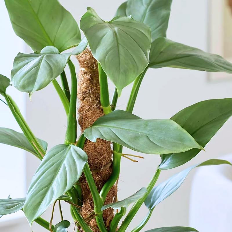2 Philodendron Live Plant 5-9" Tall, Rare Tropical Indoor Houseplant Home Garden