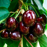 2 Wild Black Cherry Trees Live Plant for Planting, Sweet Cherry Plant Live Fruit Tree, 12-18" Tall Tall, Large Dark Cherry Tree Plant, Dormant Bareroot No Leaves