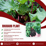 5 XL Size Rhubarb Crowns for Planting, Fast-Growing, Rhubarb Root Division Plant, High Yield, Rich Flavor, Red Stalks