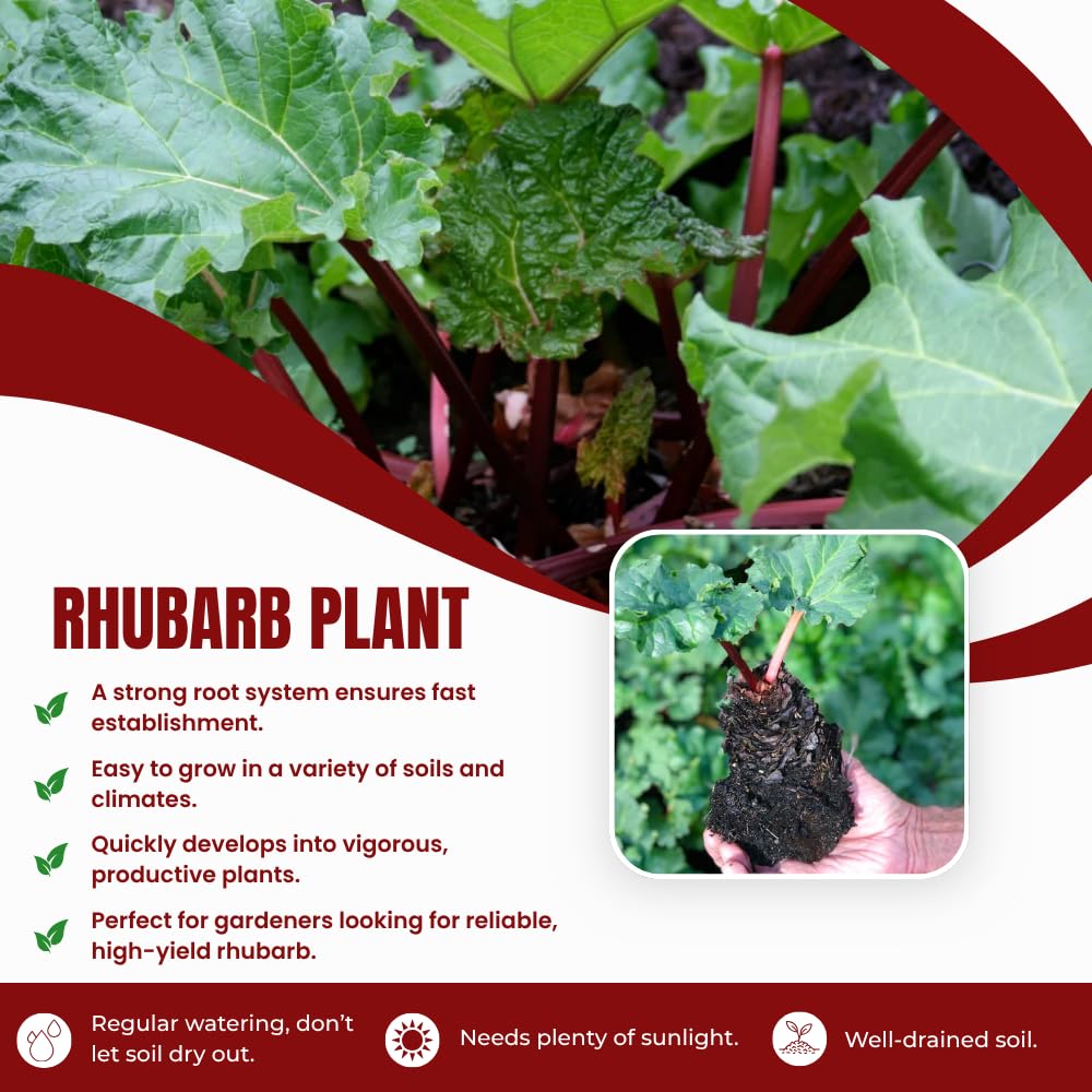 5 XL Size Rhubarb Crowns for Planting, Fast-Growing, Rhubarb Root Division Plant, High Yield, Rich Flavor, Red Stalks