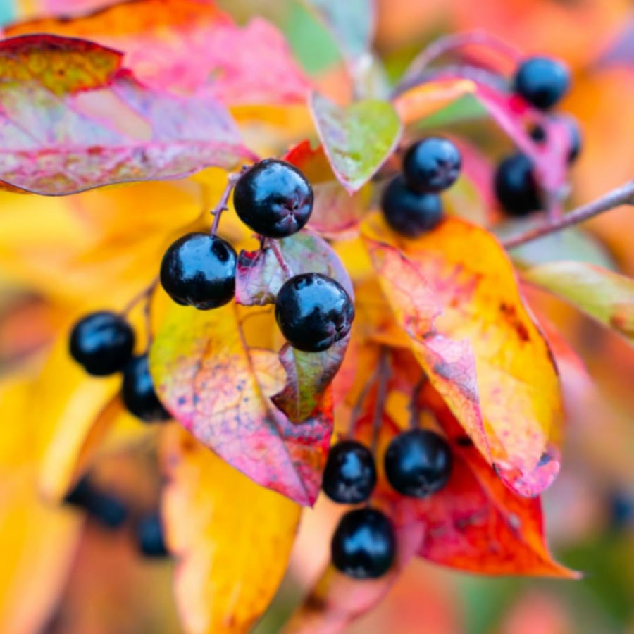 2 Medium Black Huckleberry Bushes, Sweet Huckleberries Trees Live Plants, Starter 4-6 Inc Tall in 4 Inc Pot, Well Rooted, Dormant, Blueberry Like