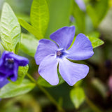 Set of 50 Periwinkle Plant Live, Vinca Minor Plants Live, Periwinkle Ground Cover, Well Rootes for Outdoor Gardens, Slopes, and Landscape Areas