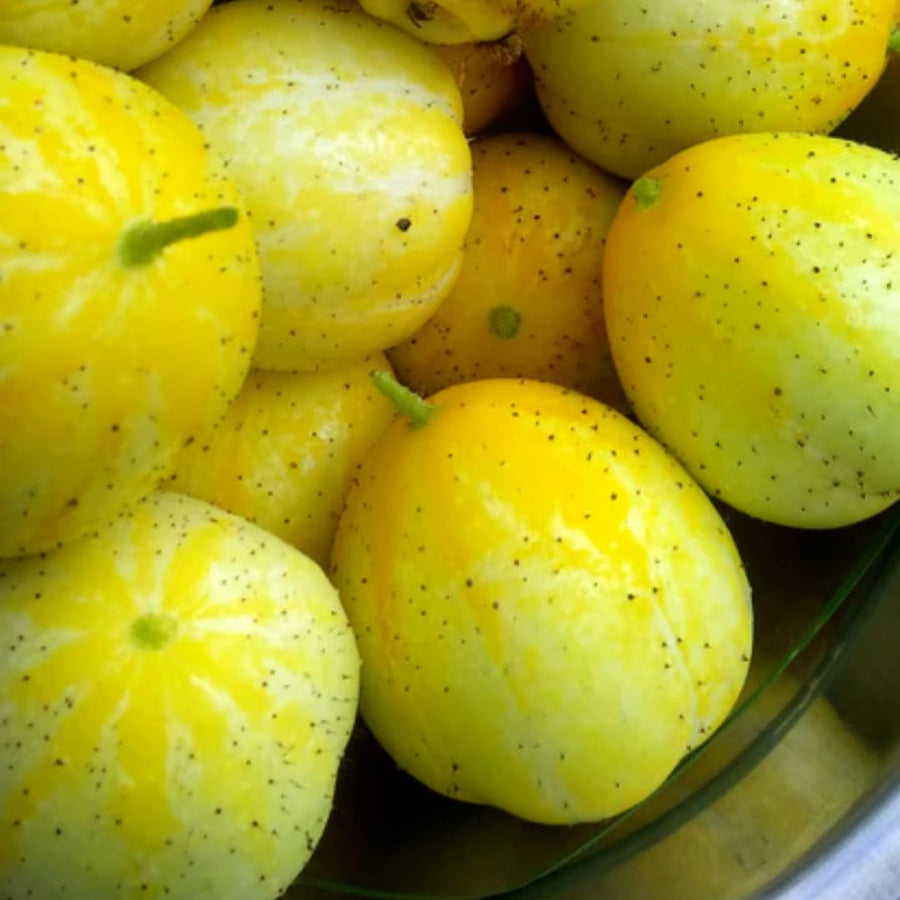 Lemon Cucumber Plants Live, 2 Plants Per Pots, Vegetable Plants, Cucumber Live Plants for Outdoor Planting, Live Cucumbers Plants