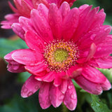 Daisy Plants Live, Pink Gerbera Daisy Live Plants, 3 to 6 Inc Tall, Daisy Flower Plants Live, Live Daisy Plants, 1 Plant