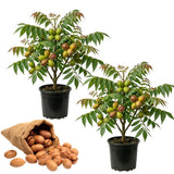 2 Pecan Tree Live Plant, Hardy Pecan Nut, 8-10 Inches Tall, Cold Hardy Nut Tree for Garden