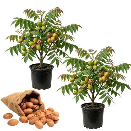 2 Pecan Tree Live Plant, Hardy Pecan Nut, 8-10 Inches Tall, Cold Hardy Nut Tree for Garden