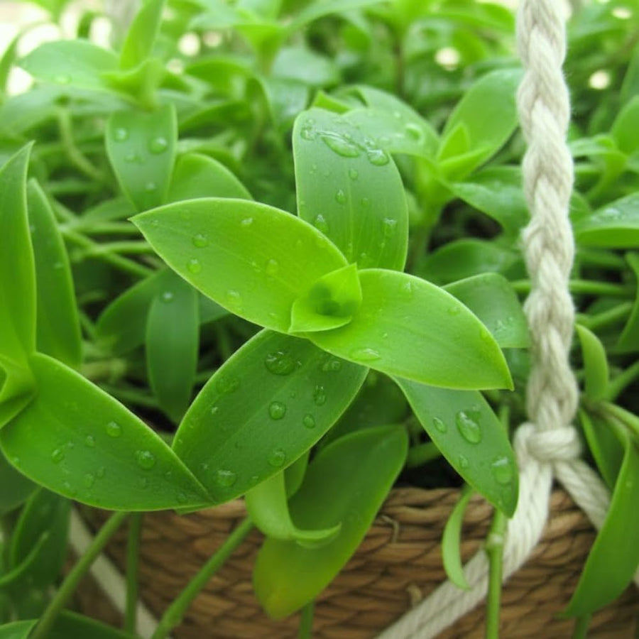 Callisia Fragrans Basket Plant Live, Long Green Leaves for Indoor Outdoor Gardening, Succulents Plant for Zones 9 to 11