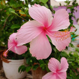 Pink Hibiscus Plant Live, Well-Rooted Hibiscus Flowers, 5-7 Inches Tall, Tropical Flowering for Indoor Outdoor Planting