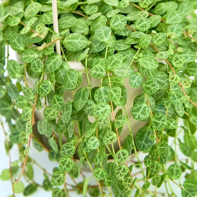 Succulent Plant Live, Trailing Houseplant, Indoor Green Foliage Plant in 4 Inch Pot (String of Turtles)