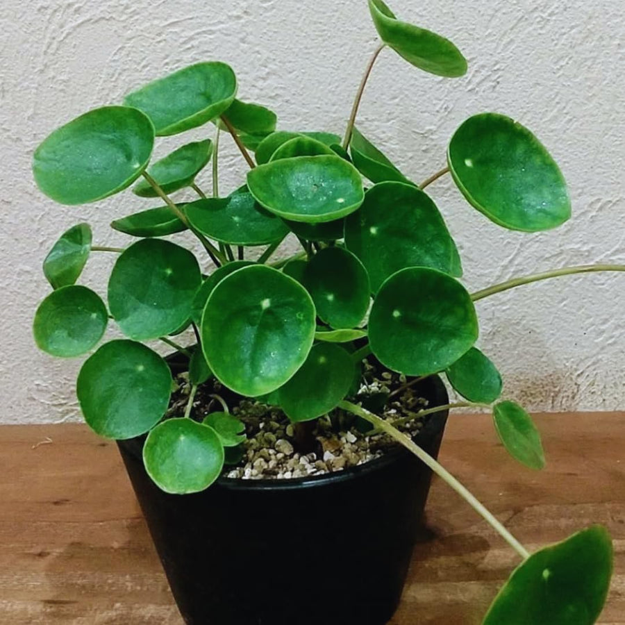 Peperomia Pilea Plants Live, 2 Plants, Live Money Tree Plants, Peperomia Pilea Live Plant, No Pot