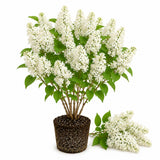 White Lilac Plants 12–18" Tall, Well Rooted Live Flowering Lilac Shrubs for Patio, Container and Backyard Landscaping