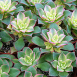 Green Aeonium Succulent Plant Live in 2" Pot, Rosette Succulent, Easy Indoor Outdoor Plant
