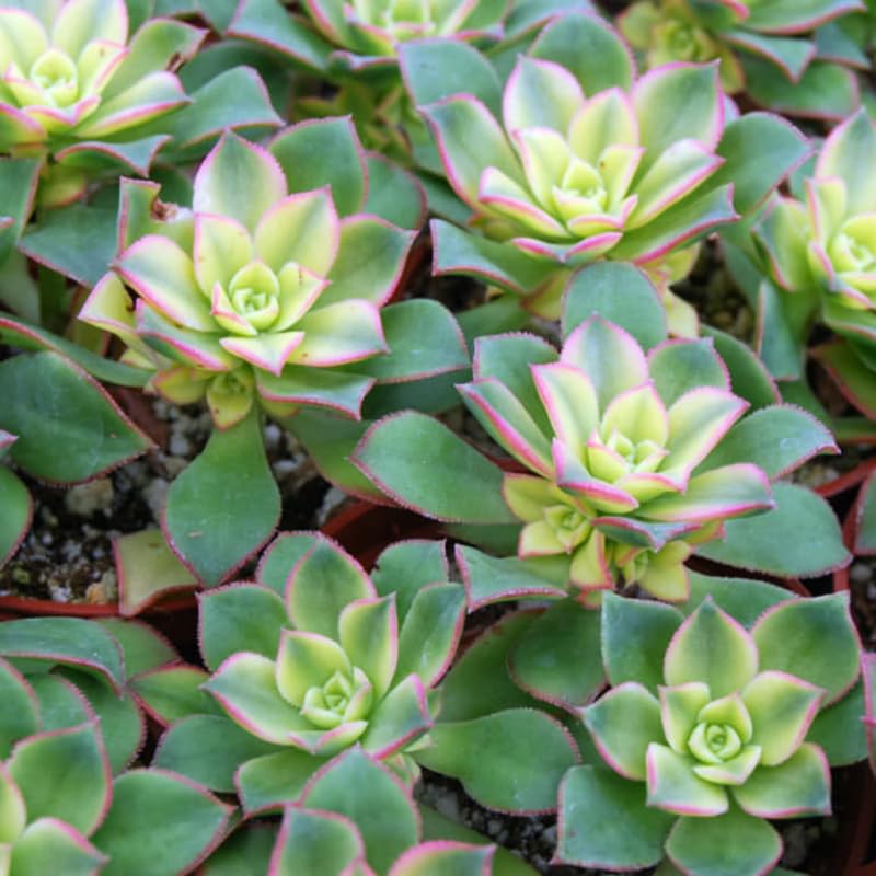 Green Aeonium Succulent Plant Live in 2" Pot, Rosette Succulent, Easy Indoor Outdoor Plant