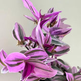 Wandering Jew Live Plant, Pink Tradescantia Nanouk Succulent Plant Live for Growing Hanging Basket Plant, 4 Inc Pot
