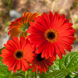 Red Gerbera Plants Live, 3 to 8 Inc Long, Daisy Flower Live Plants, Live Gerbera Daisy Plants, Daisy Plant Seedlings for Garden, 1 Plant