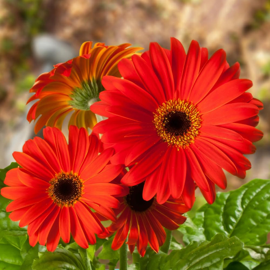 Red Gerbera Plants Live, 3 to 8 Inc Long, Daisy Flower Live Plants, Live Gerbera Daisy Plants, Daisy Plant Seedlings for Garden, 1 Plant