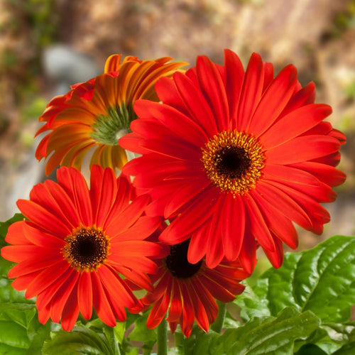 2 Red Gerbera Plants Live, 3 to 8 Inc Long, Daisy Flower Live Plants, Live Gerbera Daisy Plants, Daisy Plant Seedlings for Garden, 2 Plants